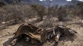 Kenya's drought wreaks havoc on wildlife, kills over 200 elephants