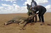 Люди спасают от жажды слоненка в Кении