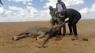 Люди спасают от жажды слоненка в Кении