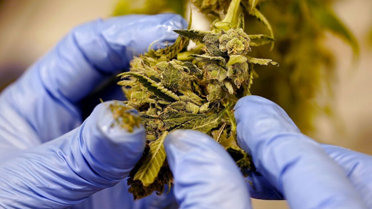 ARQUIVO - planta de canábis colhida de uma plantação de marijuana