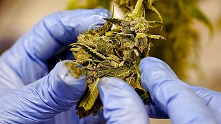 ARQUIVO - planta de canábis colhida de uma plantação de marijuana
