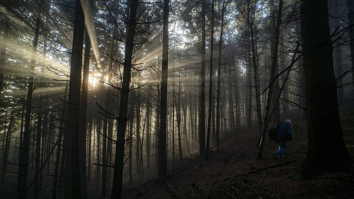 Ködös erdő Salgótarján közelében 2022. szeptember 28-án