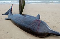 Baleine à bec morte sur une plage de Sangatte, dans le nord de la France, le 7 novembre 2022