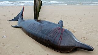 Baleine à bec morte sur une plage de Sangatte, dans le nord de la France, le 7 novembre 2022