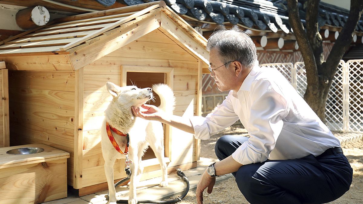 الرئيس الكوري الجنوبي السابق مون جاي إن مع كلبه من نوع بونغسان