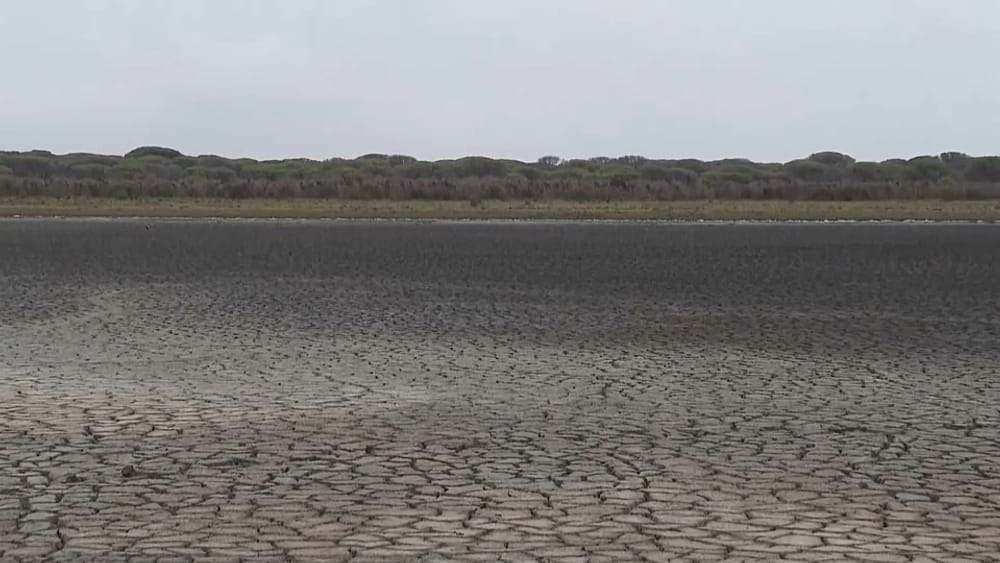 La sequía ahoga a Doñana | Euronews