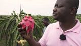 L'Angola, diamant brut en matière de production agricole