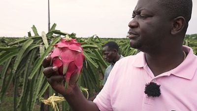 O crescimento da agricultura em Angola