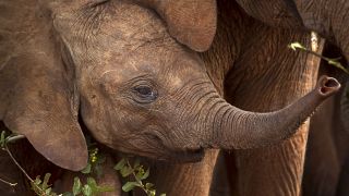 Elephant calves struggle to survive amid Kenya's worst drought in decades