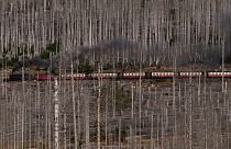 A steam train drives through a forest, destroyed by the bark beetle and drought, in the Harz mountains near the train station in Schierke, Germany, Sunday, Oct. 23, 2022.