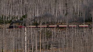 A steam train drives through a forest, destroyed by the bark beetle and drought, in the Harz mountains near the train station in Schierke, Germany, Sunday, Oct. 23, 2022.