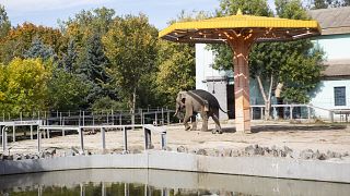Les vues du zoo de Mykolaiv, près de la ligne de front, sud de l'Ukraine