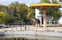 Un elefante en el zoo de la ciudad de Mikoláiv (Ucrania).