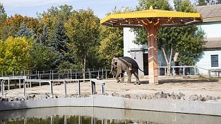 Un elefante en el zoo de la ciudad de Mikoláiv (Ucrania).