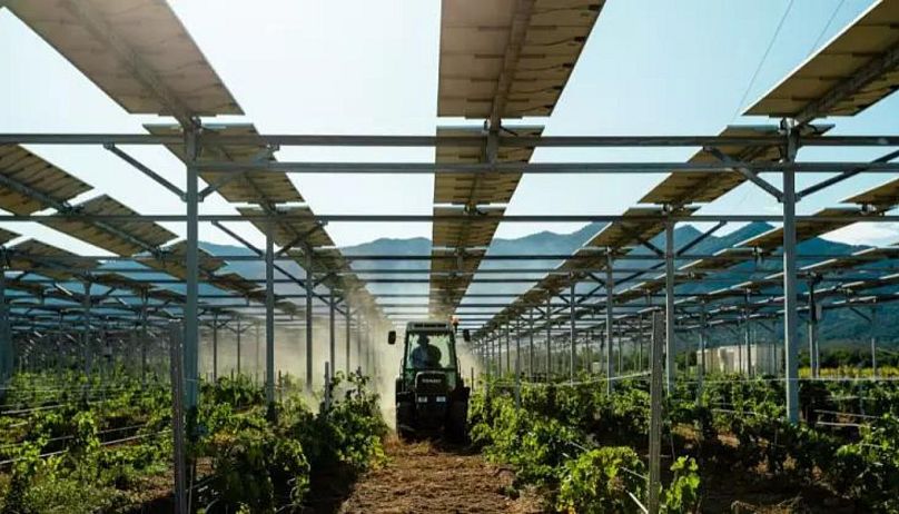 نصب پنل‌های خورشیدی بر بالای مزارع