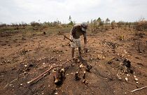 A farmer chops down what is left of a tree in a burnt down forest in Ankazobe, Madagascar.