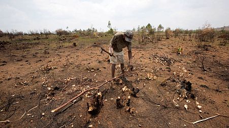 A farmer chops down what is left of a tree in a burnt down forest in Ankazobe, Madagascar.