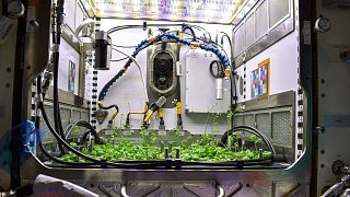 A view into NASA's Kennedy Space Center’s Advanced Plant Habitat (APH) during experiment verification testing for the Plant Habitat-03 investigation. 