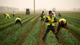Migrant worker flower pickers from Romania harvest daffodils on Taylors Bulbs farm near Holbeach in eastern England, on March 3, 2021.