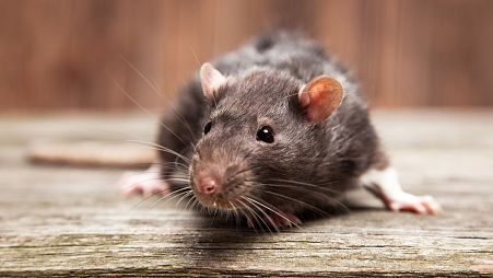 Non-profit, APOPO, is training rats equipped with hi-tech backpacks to aid in search and rescue efforts in Tanzania.