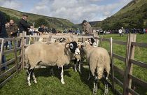 Elevage de moutons dans la campagne britannique