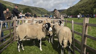 Elevage de moutons dans la campagne britannique