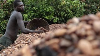 Ivory Coast cocoa farmers fear unpredictable climate to lower crop yields