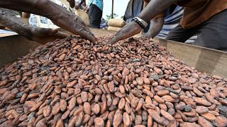 Côte d'Ivoire : le réchauffement climatique menace la production de cacao