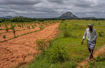 A farmer walks through sweet lime trees planted as part of a natural farming initiative over 100 acres at Appilepalli village in Anantapur district.