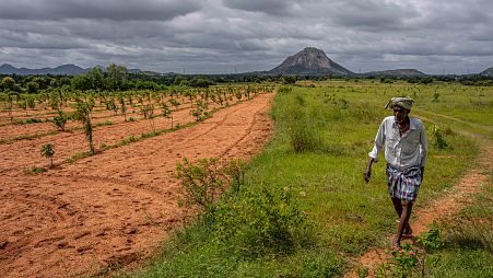 A farmer walks through sweet lime trees planted as part of a natural farming initiative over 100 acres at Appilepalli village in Anantapur district. 