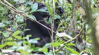In DRC, fighting complicate rangers access to gorillas 