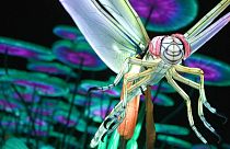 une libellule, l'une des stars de l'exposition au jardin des plantes