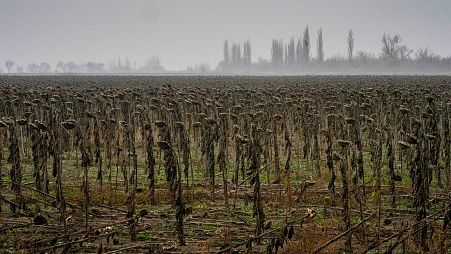 A dry sunflower field near Mykolaiv, southern Ukraine.