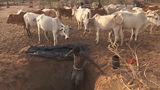 Kenya: In brutal drought, herders look for hope underground
