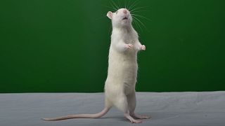 نتایج یک تحقیق درباره اثر موسیقی روی موش‌ها