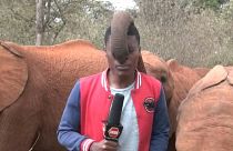 صغار الفيلة في كينيا.