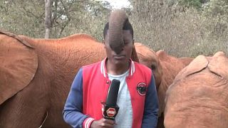 صغار الفيلة في كينيا. 
