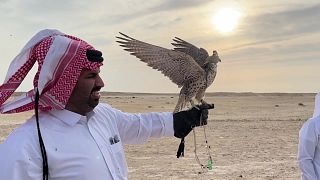 تراث الصيد بالجوارح في قطر.
