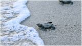 Uma cria de tartaruga-oliva entra no mar na praia Punta Chame, Panamá