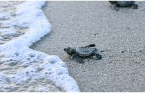 Lora turtles head to the sea after being released on the beach of Punta Chame