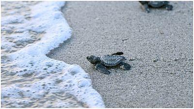 Lora turtles head to the sea after being released on the beach of Punta Chame