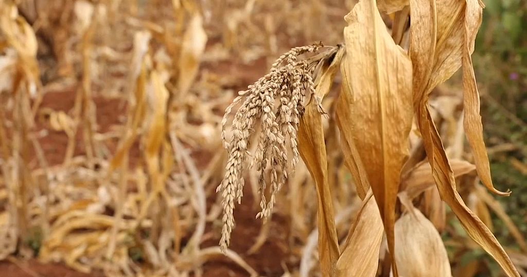 Kenya weighs GMOs as drought worsens food shortages Africanews