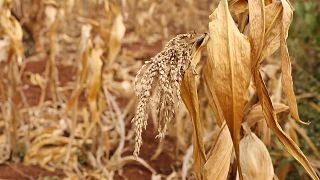 Kenya weighs GMOs as drought worsens food shortages