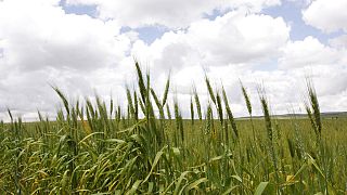 Kenya : la levée d'interdiction des OGM ne fait pas l'unanimité