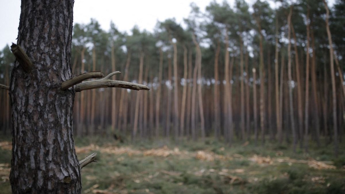 In Brandenburg bestehen 70 Prozent der bewaldeten Fläche aus Kiefernwäldern