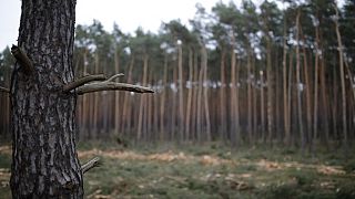 In Brandenburg bestehen 70 Prozent der bewaldeten Fläche aus Kiefernwäldern