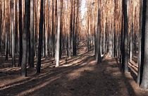 Floresta de Brandenburgo, na Alemanha, foi severamente afetada pelos incêndios este ano