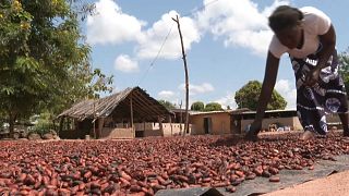 Cocoa producers demand promised payment of bonuses amid rising prices