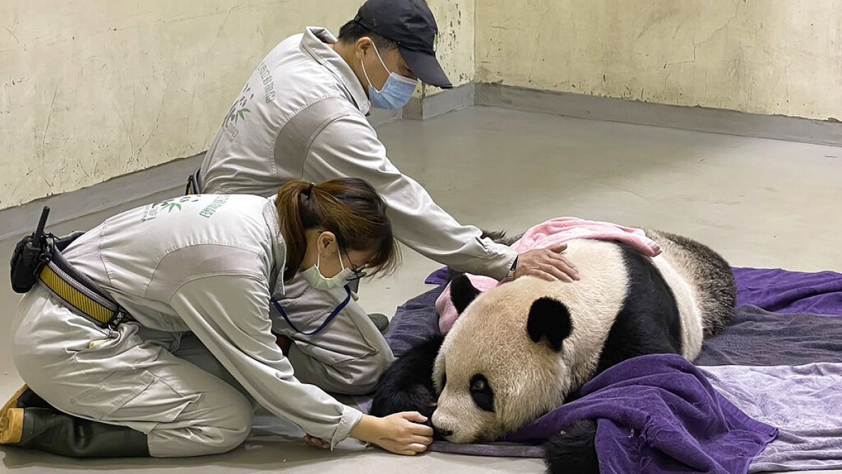 El panda gigante Tuan Tuan siendo atendido en el zoo de Taipei, Taiwan, 19/11/2022