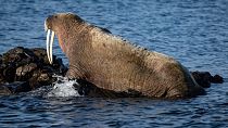 FILE: The walrus named 'Sten' by the public is seen outside the village of Arild in the Skalderviken bay area in the south west of Sweden on June 11, 2022.